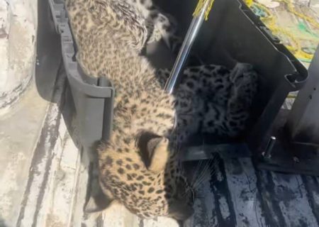 نجات پلنگ بیمار در ارتفاعات بشاگرد