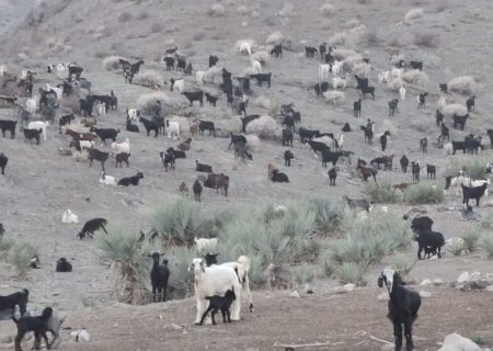 بندبارک زیر ذره‌بین جهاد کشاورزی